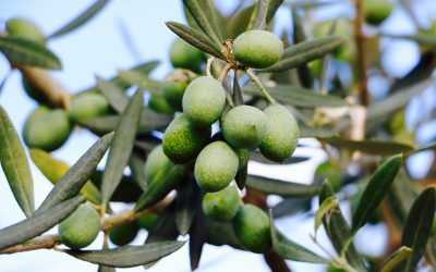 Comment bien choisir l’huile d’olive ?