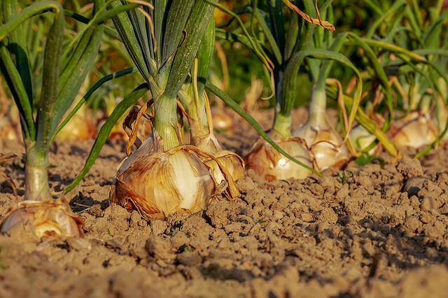 Comment obtenir des graines de poireaux germées ?