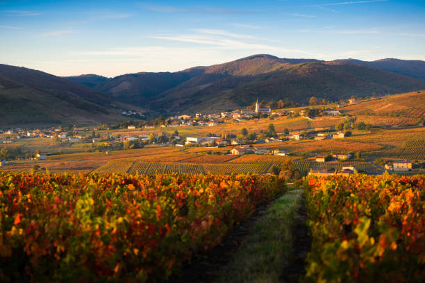 Les vins de Bourgogne : un patrimoine mondialement connu